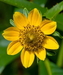 Nodding Bur Marigold Seeds - 50 Bidens cernua Wildflower Seeds for Pollinators - Image 3