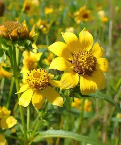 Nodding Bur Marigold Seeds - 50 Bidens cernua Wildflower Seeds for Pollinators - Image 4