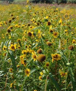 Nodding Bur Marigold Seeds - 50 Bidens cernua Wildflower Seeds for Pollinators - Image 5