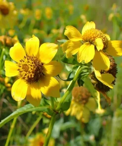 Nodding Bur Marigold Seeds - 50 Bidens cernua Wildflower Seeds for Pollinators - Image 6