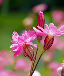 Nodding Catchfly Pink Flower Seeds - 300 Heirloom Silene pendula Seeds - Image 2