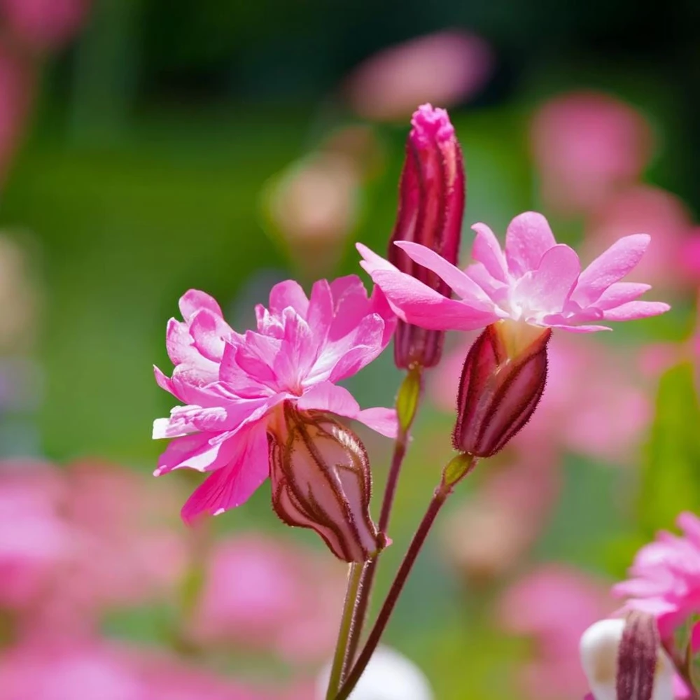 Nodding Catchfly Pink Flower Seeds - 300 Heirloom Silene pendula Seeds - Image 2