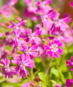 Nodding Catchfly Pink Flower Seeds - 300 Heirloom Silene pendula Seeds - Image 3