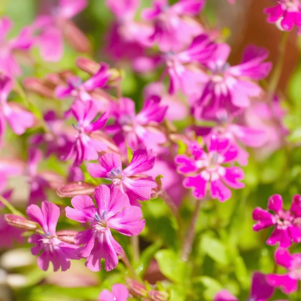 Nodding Catchfly Pink Flower Seeds - 300 Heirloom Silene pendula Seeds - Image 3