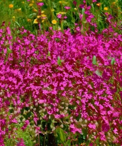 Nodding Catchfly Pink Flower Seeds - 300 Heirloom Silene pendula Seeds - Image 4