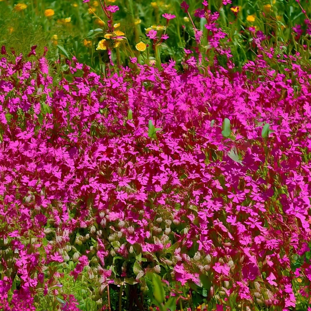 Nodding Catchfly Pink Flower Seeds - 300 Heirloom Silene pendula Seeds - Image 4