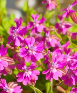 Nodding Catchfly Pink Flower Seeds - 300 Heirloom Silene pendula Seeds - Image 1