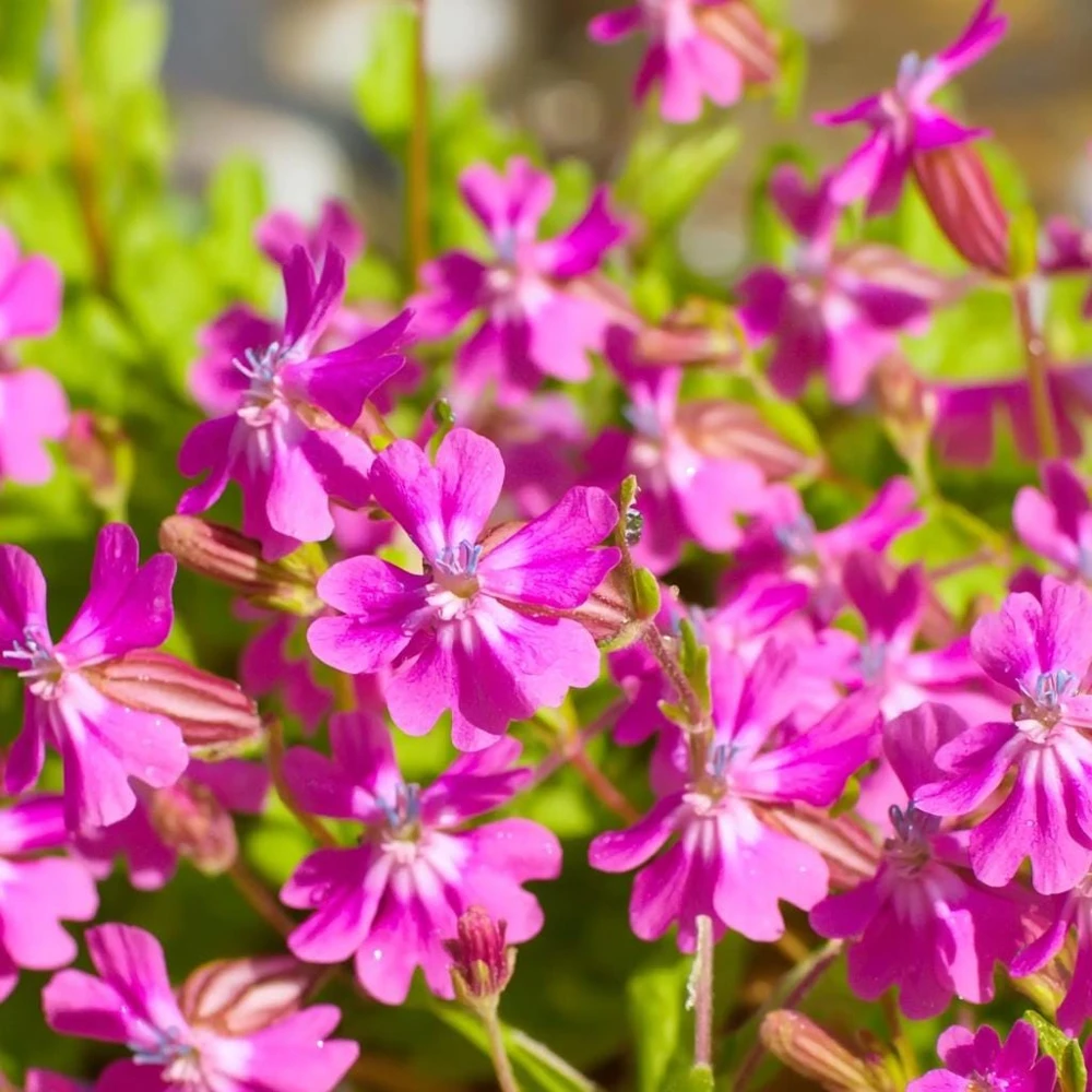 Nodding Catchfly Pink Flower Seeds - 300 Heirloom Silene pendula Seeds - Image 1