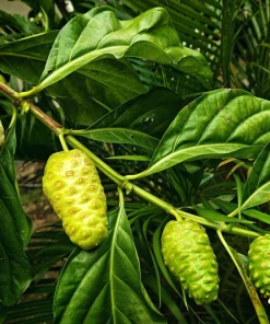 Noni Fruit Tree Seeds - Morinda Citrifolia - 20 Seeds - Indian Mulberry - Image 10