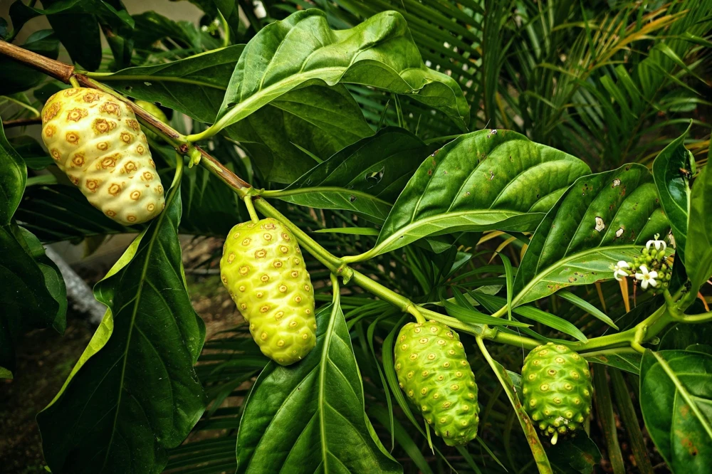 Noni Fruit Tree Seeds - Morinda Citrifolia - 20 Seeds - Indian Mulberry - Image 10