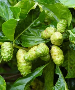 Noni Fruit Tree Seeds - Morinda Citrifolia - 20 Seeds - Indian Mulberry - Image 2
