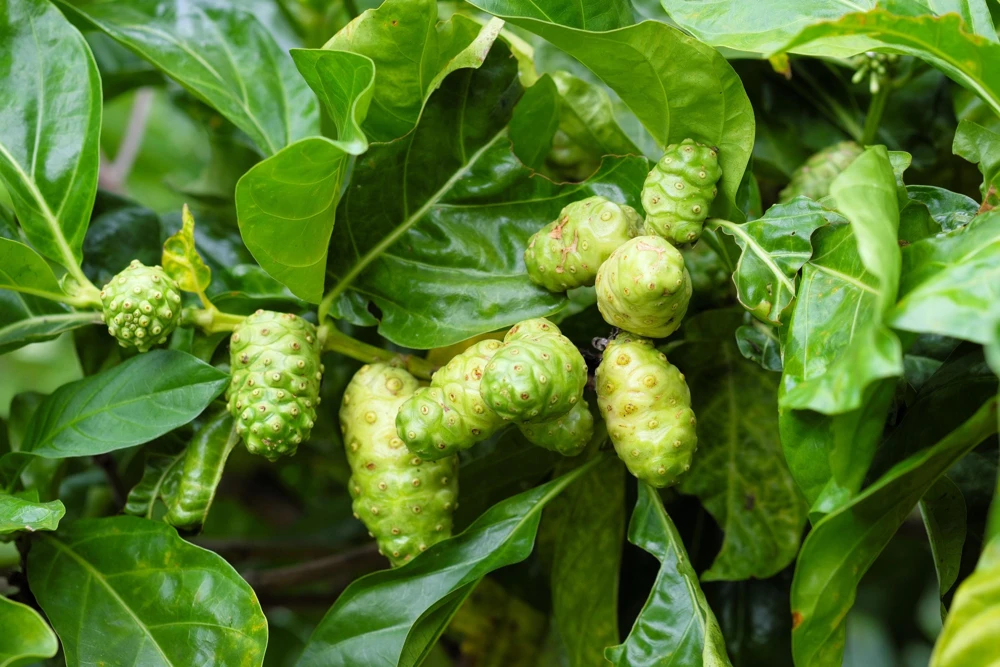 Noni Fruit Tree Seeds - Morinda Citrifolia - 20 Seeds - Indian Mulberry - Image 2
