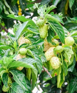 Noni Fruit Tree Seeds - Morinda Citrifolia - 20 Seeds - Indian Mulberry - Image 3