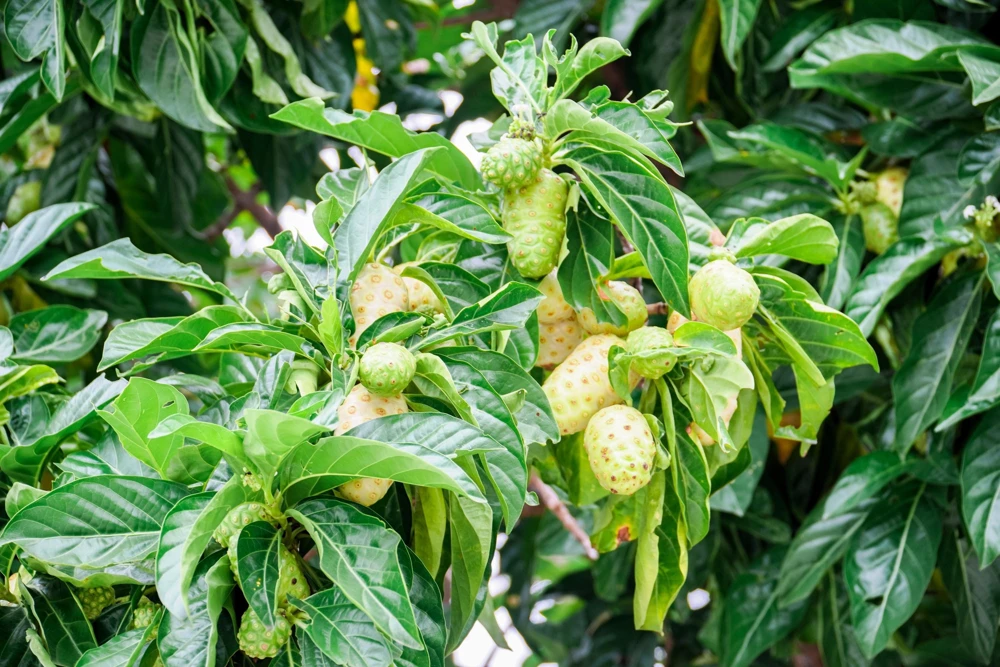 Noni Fruit Tree Seeds - Morinda Citrifolia - 20 Seeds - Indian Mulberry - Image 3