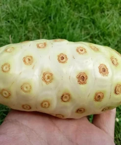 Noni Fruit Tree Seeds - Morinda Citrifolia - 20 Seeds - Indian Mulberry - Image 4