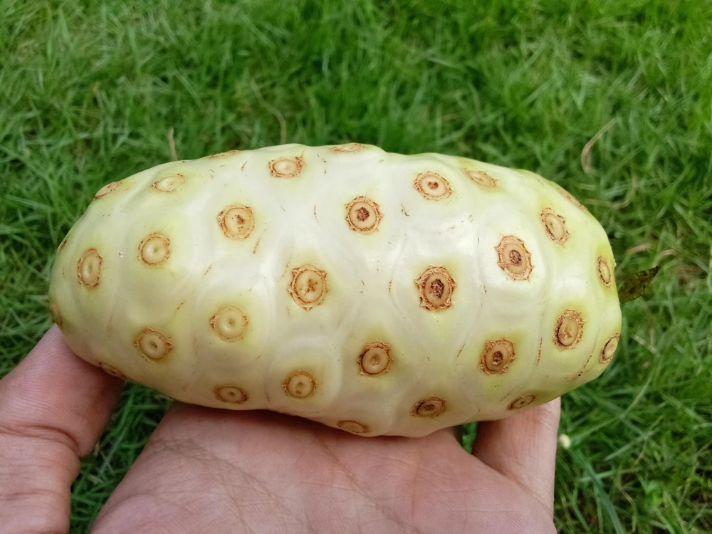 Noni Fruit Tree Seeds - Morinda Citrifolia - 20 Seeds - Indian Mulberry - Image 4