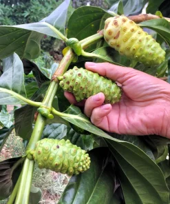Noni Fruit Tree Seeds - Morinda Citrifolia - 20 Seeds - Indian Mulberry - Image 5