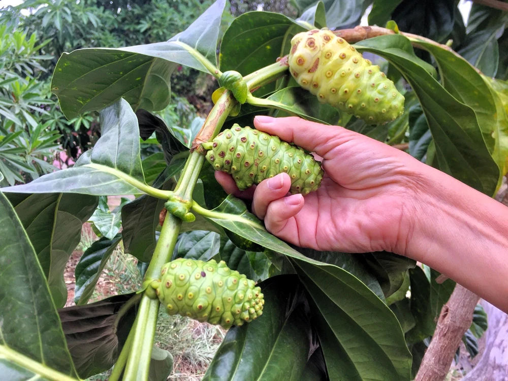 Noni Fruit Tree Seeds - Morinda Citrifolia - 20 Seeds - Indian Mulberry - Image 5