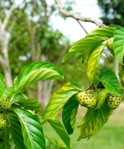 Noni Fruit Tree Seeds - Morinda Citrifolia - 20 Seeds - Indian Mulberry - Image 6