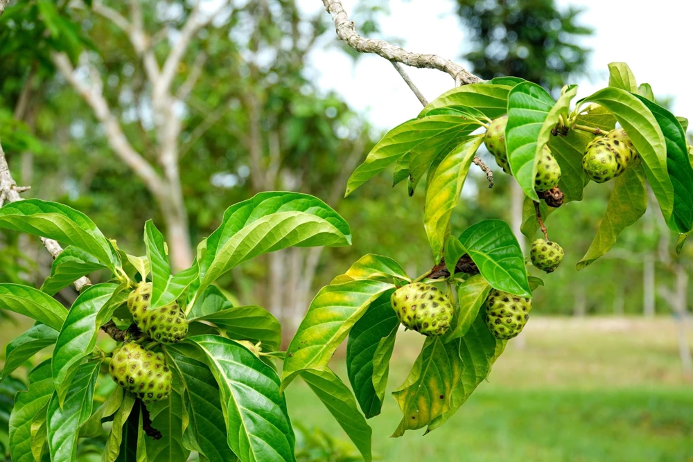 Noni Fruit Tree Seeds - Morinda Citrifolia - 20 Seeds - Indian Mulberry - Image 6