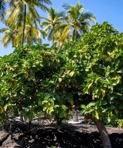 Noni Fruit Tree Seeds - Morinda Citrifolia - 20 Seeds - Indian Mulberry - Image 8