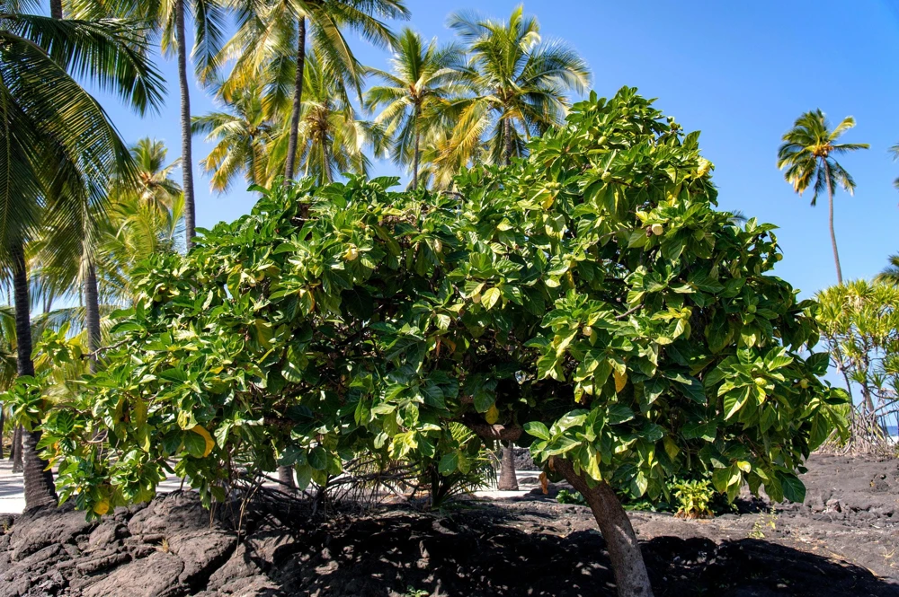 Noni Fruit Tree Seeds - Morinda Citrifolia - 20 Seeds - Indian Mulberry - Image 8