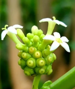 Noni Fruit Tree Seeds - Morinda Citrifolia - 20 Seeds - Indian Mulberry - Image 9