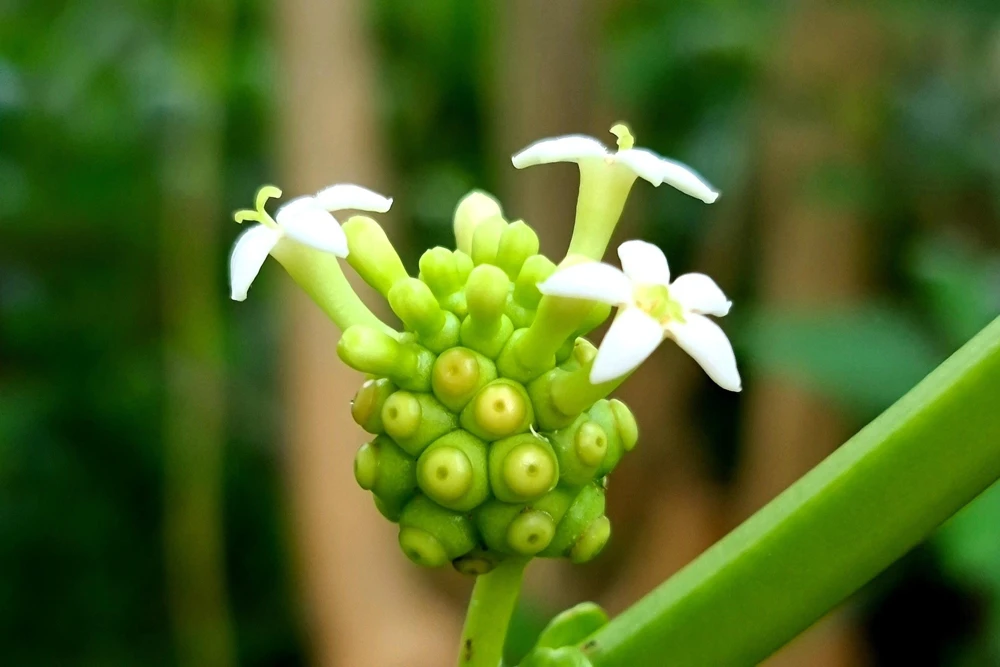 Noni Fruit Tree Seeds - Morinda Citrifolia - 20 Seeds - Indian Mulberry - Image 9