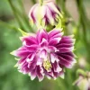 Nora Barlow Pink Columbine Seeds - Aquilegia Vulgaris - 25 Seeds - Image 1