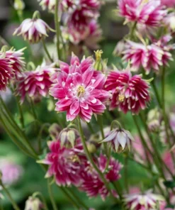 Nora Barlow Pink Columbine Seeds - Aquilegia Vulgaris - 25 Seeds - Image 4