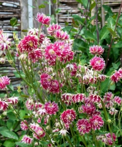 Nora Barlow Pink Columbine Seeds - Aquilegia Vulgaris - 25 Seeds - Image 5
