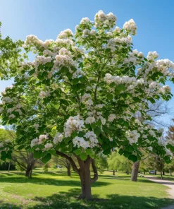 Northern Catalpa Live Plants - 2 Trees, 10-16