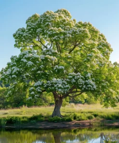 Northern Catalpa Live Plants - 2 Trees, 10-16