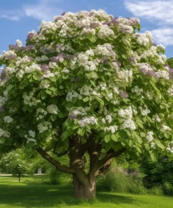 Northern Catalpa Live Plants - 2 Trees, 10-16