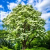 Northern Catalpa Live Plants - 2 Trees, 10-16" Tall, 4" Pots - Outdoor Shade - Image 1