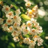Northern Catalpa Tree Live Plant - 6-12" Tall - Quart Pot - Ornamental Shade Tree (Catalpa speciosa) - Image 1