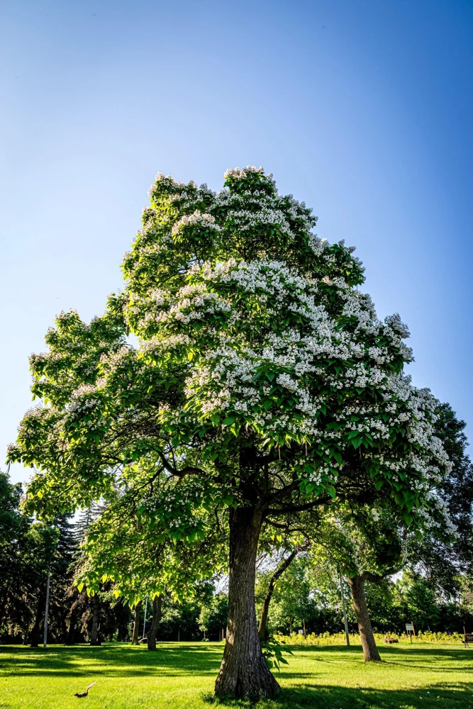 Northern Catalpa Tree Seeds - 50 Count - Catalpa Speciosa - Fast Growing Shade Tree - Image 10