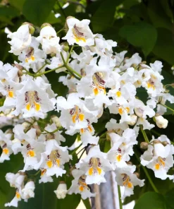 Northern Catalpa Tree Seeds - 50 Count - Catalpa Speciosa - Fast Growing Shade Tree - Image 2