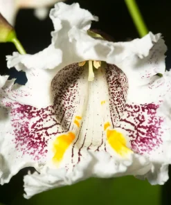 Northern Catalpa Tree Seeds - 50 Count - Catalpa Speciosa - Fast Growing Shade Tree - Image 5