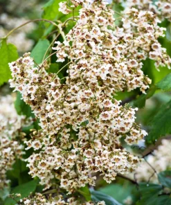 Northern Catalpa Tree Seeds - 50 Count - Catalpa Speciosa - Fast Growing Shade Tree - Image 6