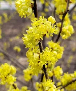 Northern Spicebush Live Plant - 18-24