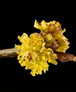 Northern Spicebush Live Plant - 18-24