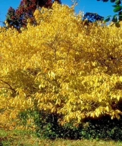 Northern Spicebush Live Plant - 18-24