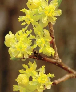 Northern Spicebush Live Plant - 18-24