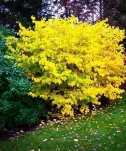 Northern Spicebush Live Plant - 18-24