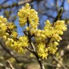 Northern Spicebush Live Plant - 18-24" Tall Shrub - Fragrant Garden Bush - Image 1