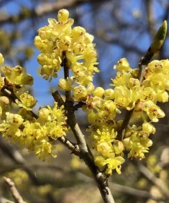 Northern Spicebush Live Plant - 18-24" Tall Shrub - Fragrant Garden Bush - Image 1