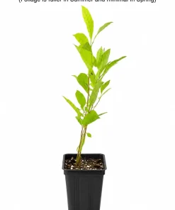 Northern Spicebush Shrub - 8-14" Tall Live Plant - Quart Pot - Fragrant Bush Seedling - Lindera Benzoin - Image 2