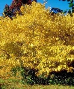 Northern Spicebush Shrub - 8-14