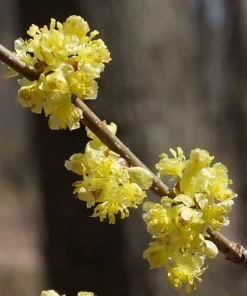 Northern Spicebush Shrub - 8-14